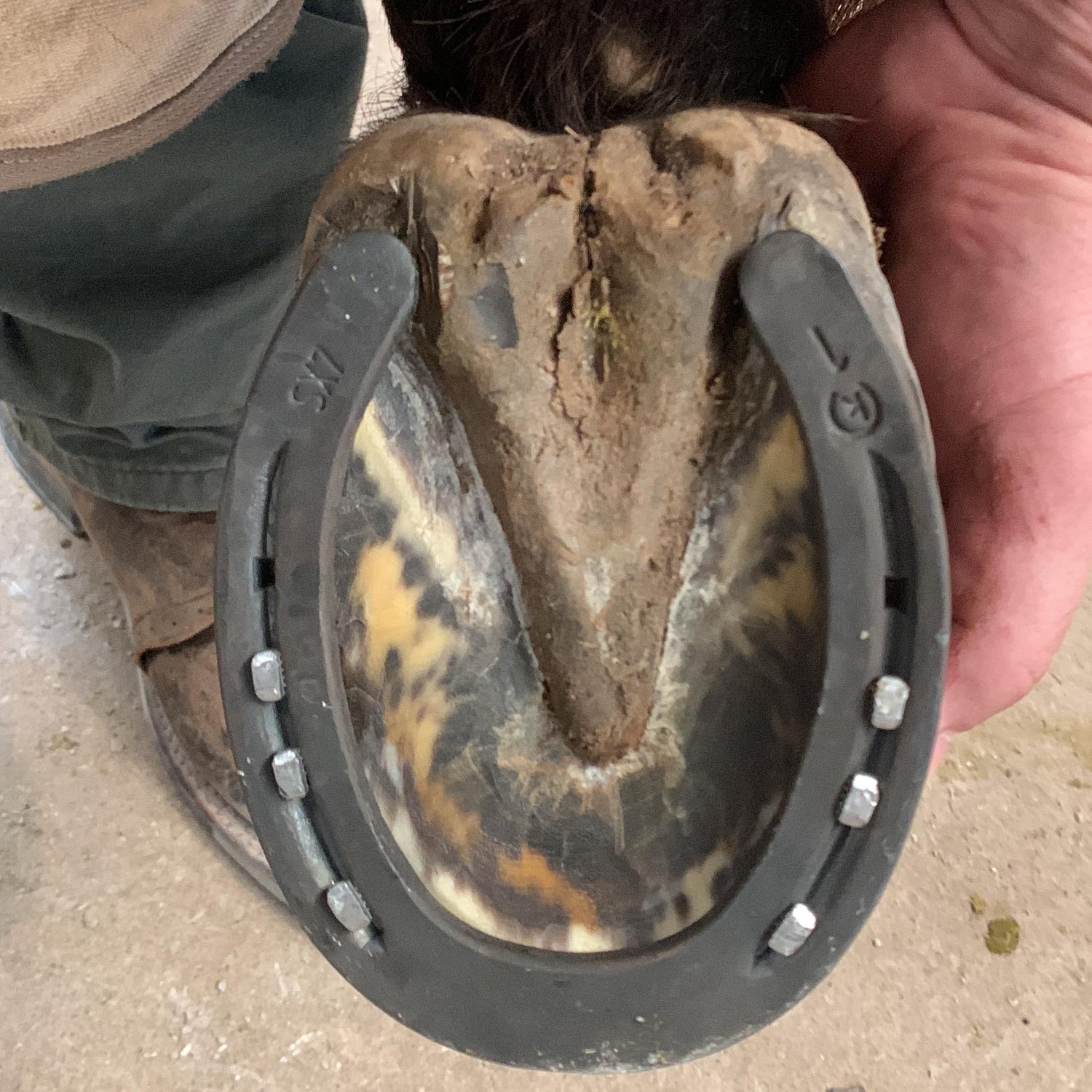 underside hoof - after shoeing