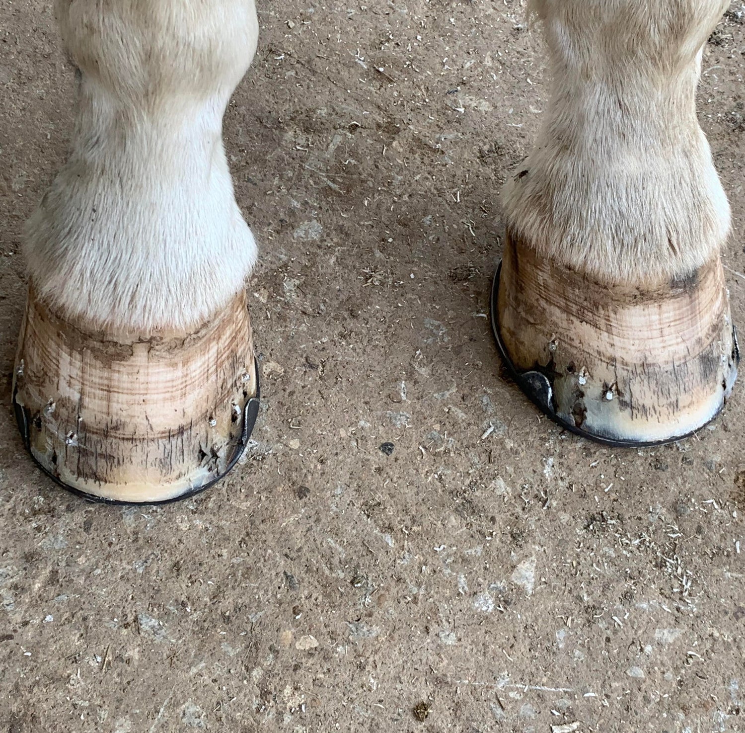 Front hooves with shoes