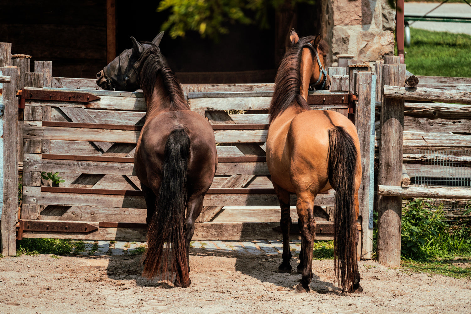 horses standing, waiting to be shod
